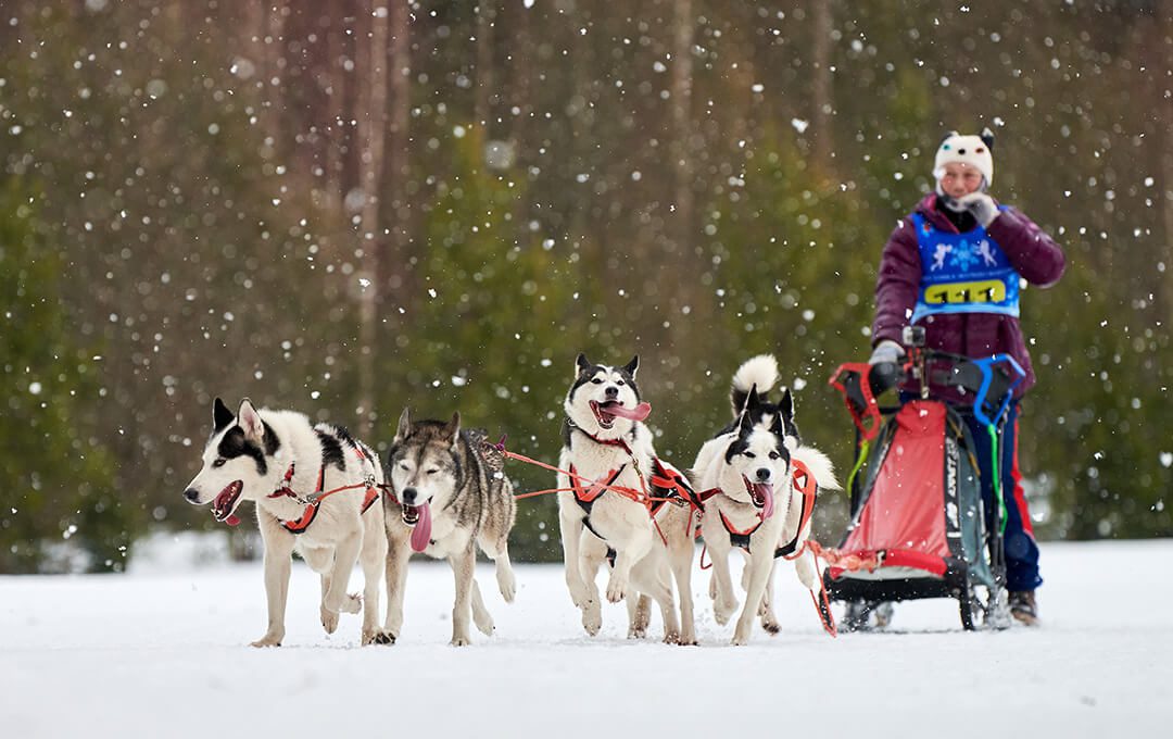A full shot of a man riding a sledge pulled by five dogs on snow.